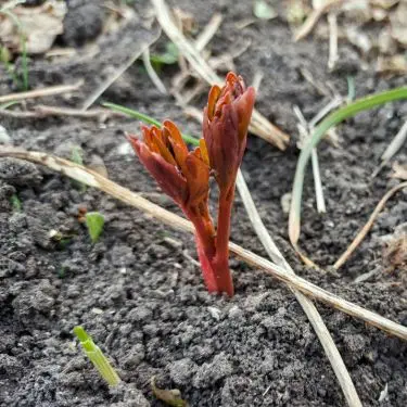 Stauder & prydgræs uden for vækstsæsonen - det skal du vide!